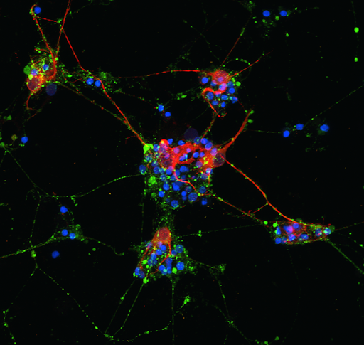 Confocal fluorescence image of cultured neurons showing synaptic puncta (green), dendritic/axonal processes (red), and nuclei (blue)