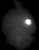 Whole intact brain showing a single focal region of fluorescent peptide signal