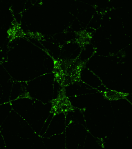 +GPC5, synaptic marker channel alone