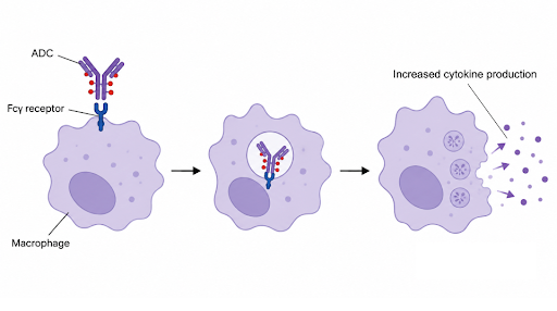 Diagram showing an ADC binding an Fc-gamma receptor on a macrophage, being internalized, and triggering increased cytokine production
